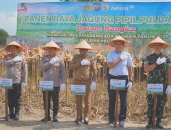 Bupati dan Wakil Bupati Pelalawan Ikuti Panen Raya 15 Ton Jagung Pipil Bersama Kapolda Riau