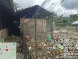 Kades Bagan Limau Bangun Usaha Ayam Bertelur Dongkrak Perekonomian Desa