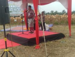 Panen Jagung Kuartal Pertama TA 2026 Program Asta Cita Polres Pelalawan