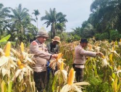 Kapolsek Bunga Raya Lakukan Panen Jagung Pipil Di Kampung Buatan Lestari